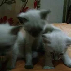 Gato ra a SRD idade nome Lindos-GATINHOS