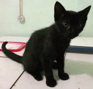 Gato raça SRD idade  nome FOFO
