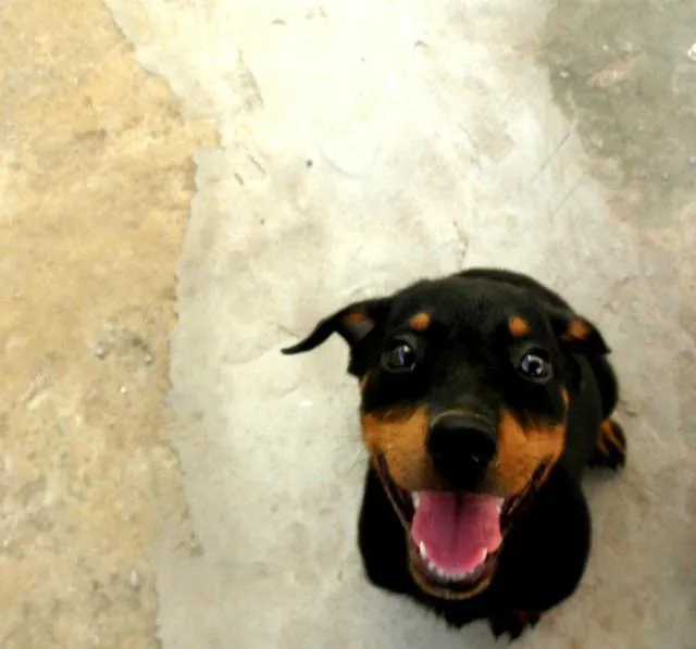 Cachorro ra a Rottweiler idade 2 a 6 meses nome VALENTINA GRATIFICA