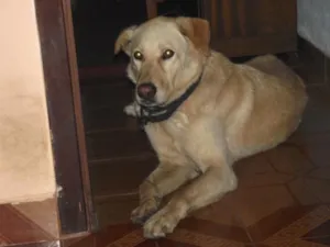 Cachorro raça Labrador idade  nome Luck {nome que eu dei}