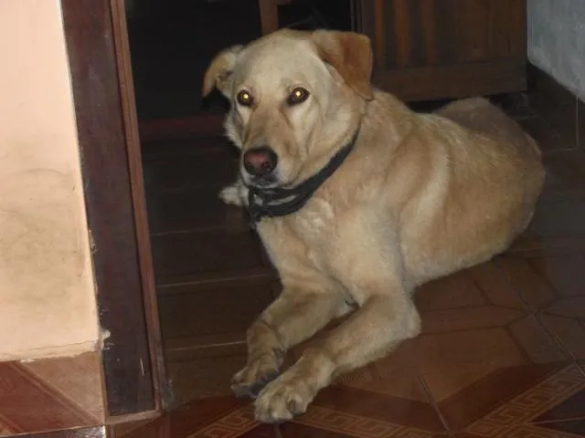 Cachorro ra a Labrador idade  nome Luck {nome que eu dei}