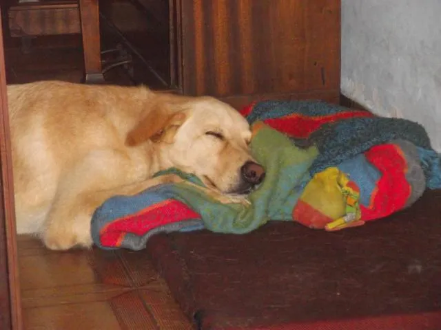 Cachorro ra a Labrador idade  nome Luck {nome que eu dei}