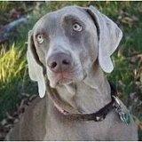 Cachorro raça weimaraner idade 6 ou mais anos nome Scooby GRATIFICA