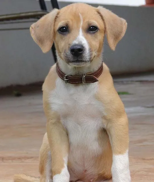 Cachorro ra a SRD idade 2 a 6 meses nome LINDA Urgente.