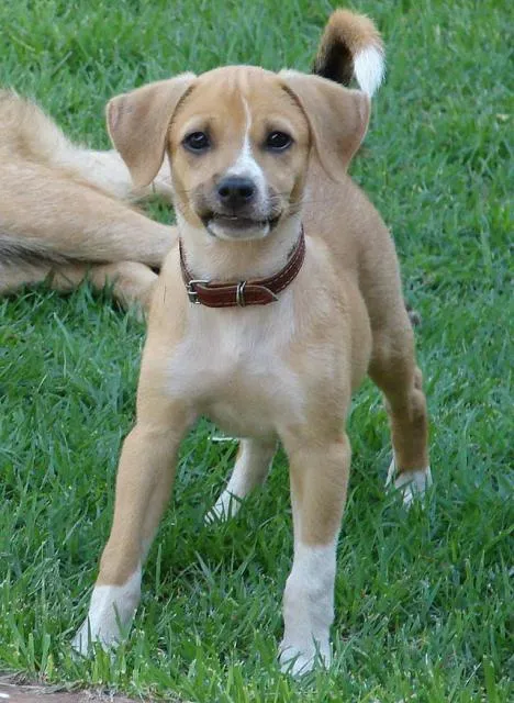 Cachorro ra a SRD idade 2 a 6 meses nome LINDA Urgente.