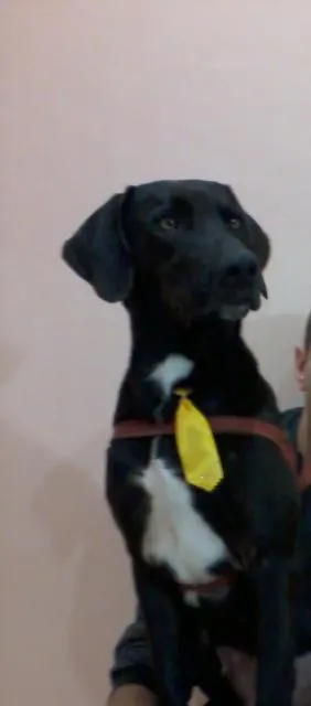 Cachorro ra a vira-lata (labrador) idade 3 anos nome Obama