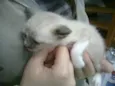 gatinhos