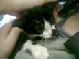 gatinhos