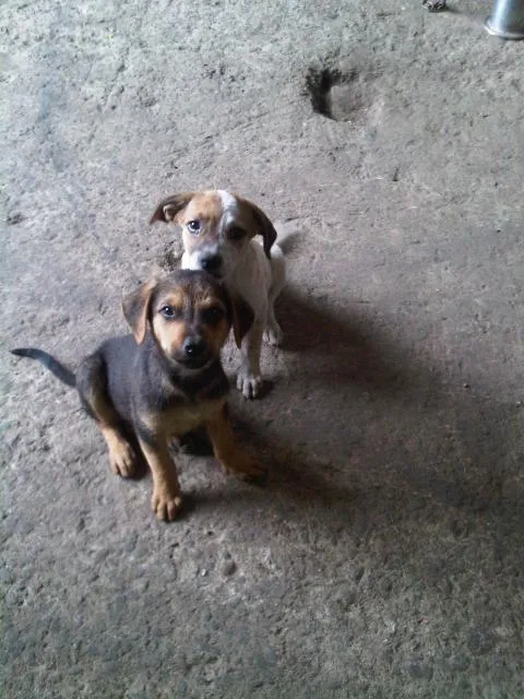 Cachorro ra a Vira lata idade 2 a 6 meses nome Vários filhotes