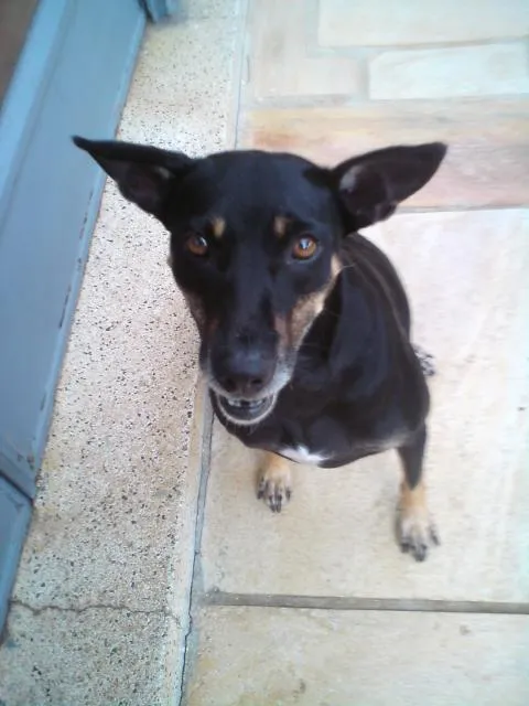 Cachorro ra a SRD idade 2 anos nome Brigite