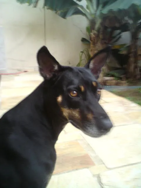 Cachorro ra a SRD idade 2 anos nome Brigite
