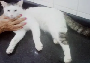 Gato raça mestiço idade 7 a 11 meses nome Elvis