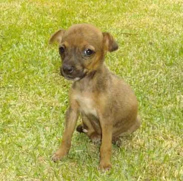 Cachorro ra a SRD idade  nome Perdidinha