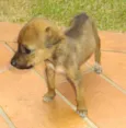 Perdidinha