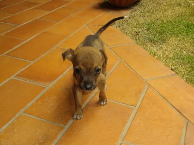 Cachorro ra a SRD idade  nome Perdidinha