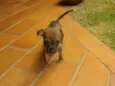 Perdidinha