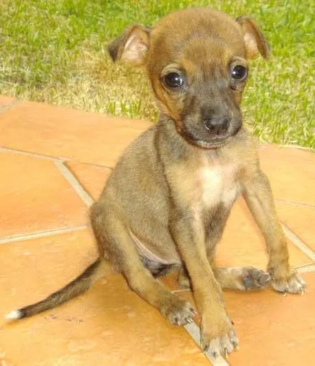 Cachorro ra a SRD idade  nome Perdidinha