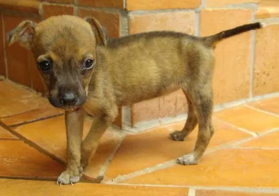 Cachorro ra a SRD idade  nome Perdidinha