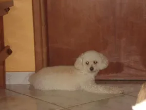 Cachorro raça poodle idade 2 anos nome mel GRATIFICA