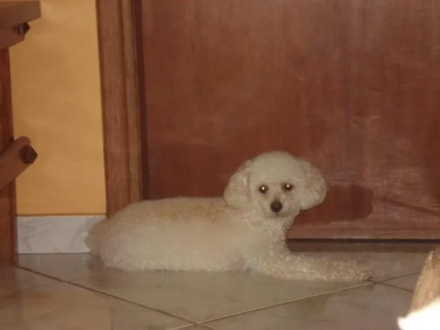 Cachorro ra a poodle idade 2 anos nome mel GRATIFICA