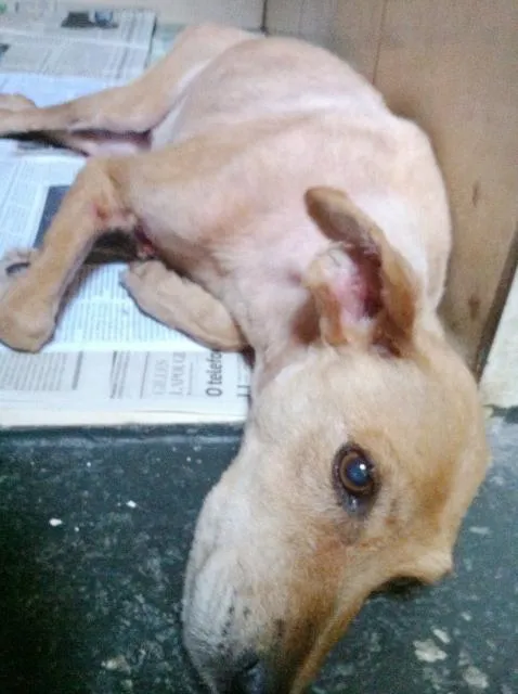 Cachorro ra a SRD - Vira Lata idade 5 anos nome Raposinha