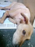 Raposinha