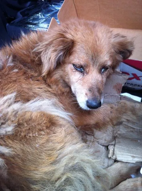 Cachorro ra a SRD - Vira Lata idade 5 anos nome Raposinha