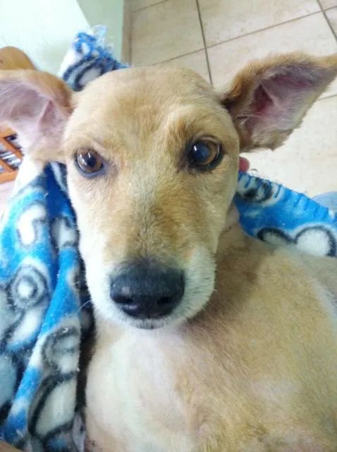 Cachorro ra a SRD - Vira Lata idade 5 anos nome Raposinha