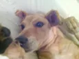 Raposinha