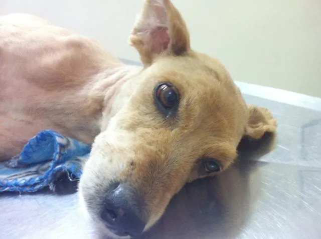 Cachorro ra a SRD - Vira Lata idade 5 anos nome Raposinha