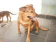 Filó