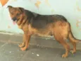 Filó