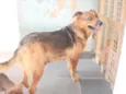 Filó