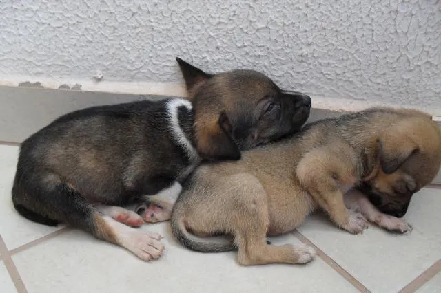 Cachorro ra a  idade Abaixo de 2 meses nome Sem nome