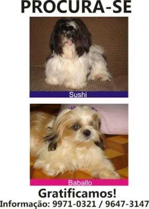 Cachorro raça  idade  nome SUSHI E BABALLO GRA