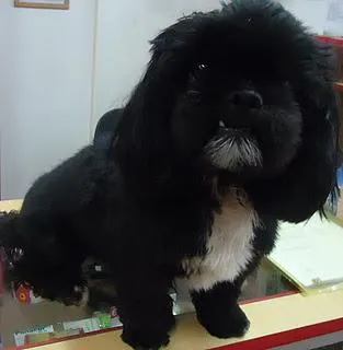 Cachorro ra a Lhasa Apso idade  nome ENCONTRADO