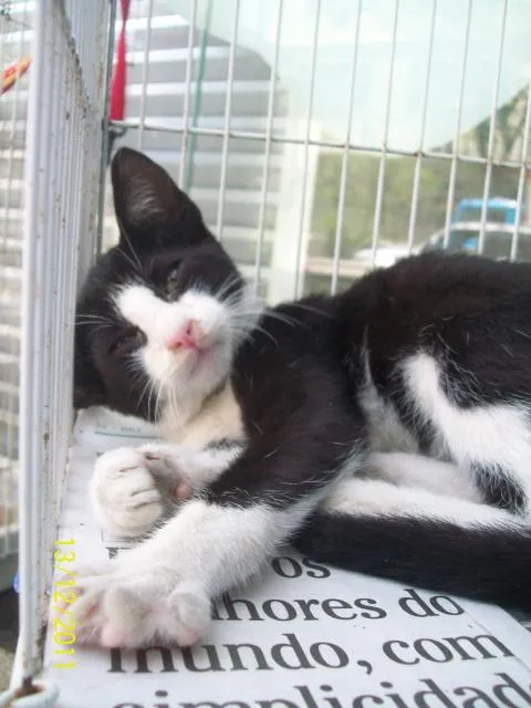 Gato ra a SRD idade Abaixo de 2 meses nome meleca
