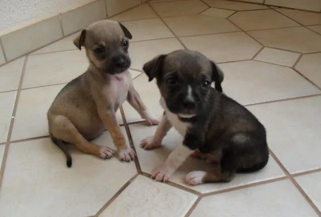 Cachorro ra a  idade Abaixo de 2 meses nome Sem nome
