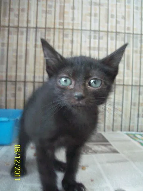 Gato ra a SRD idade Abaixo de 2 meses nome Maria Escura