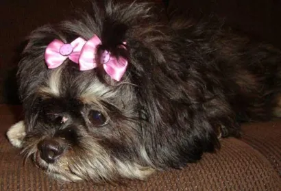 Cachorro raça  Lhasa Apso  idade  nome NINA GRATIFICA