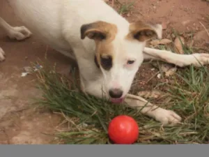 Cachorro raça Fox Terrier idade 7 a 11 meses nome Mel 