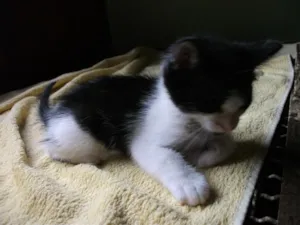 Gato raça SRD idade Abaixo de 2 meses nome BEBÊ