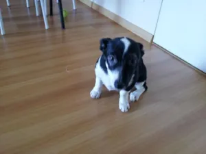 Cachorro raça mestiço idade 2 a 6 meses nome Lili