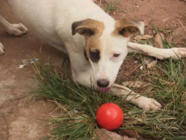 Cachorro ra a indefinida idade 7 a 11 meses nome Mel 