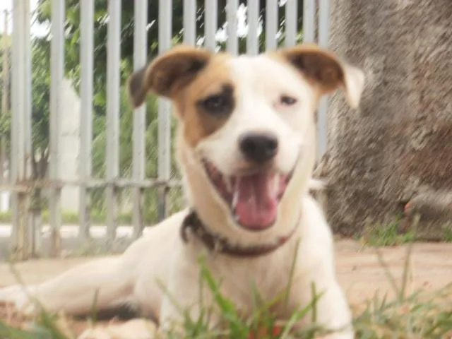 Cachorro ra a indefinida idade 7 a 11 meses nome Mel 