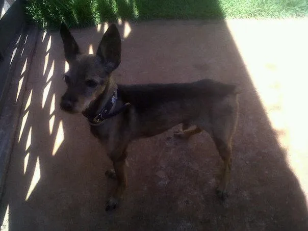 Cachorro ra a idade 3 anos nome Nao sei