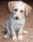 FIEL