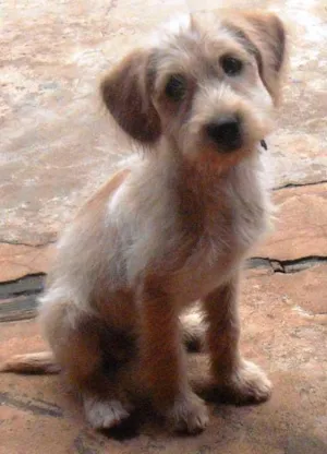 Cachorro raça SRD idade  nome FIEL