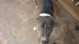 Bruce