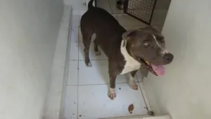 Cachorro raça Pit Bull idade 3 anos nome Bruce